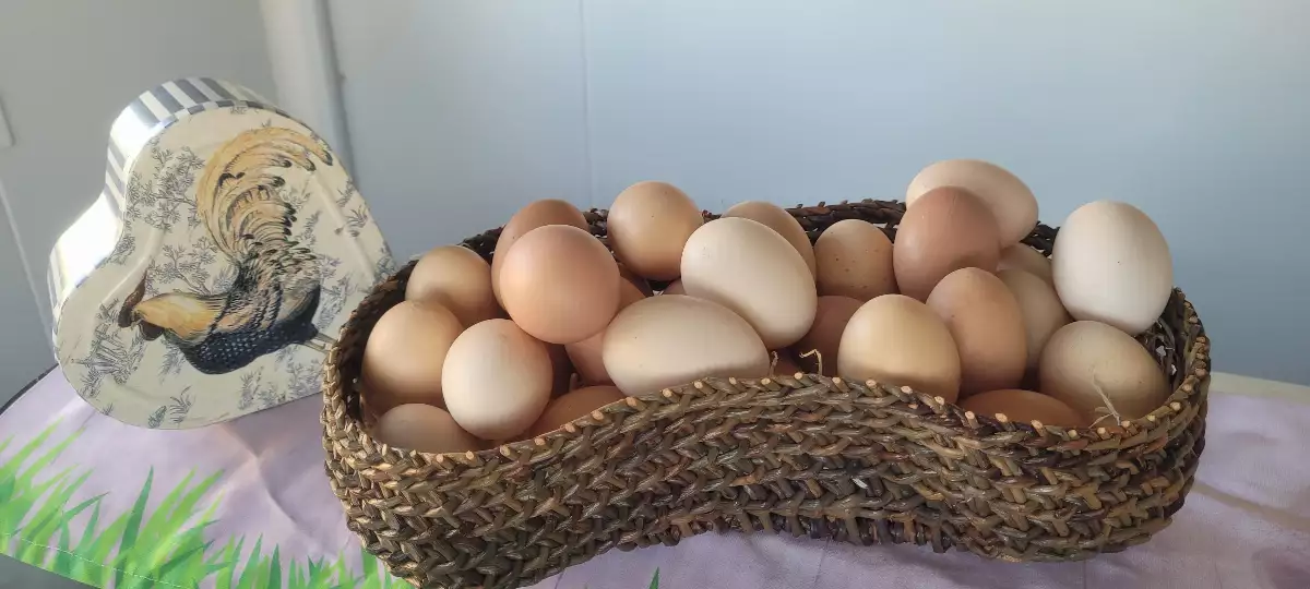 Œufs de ferme Poules élevées en plein air